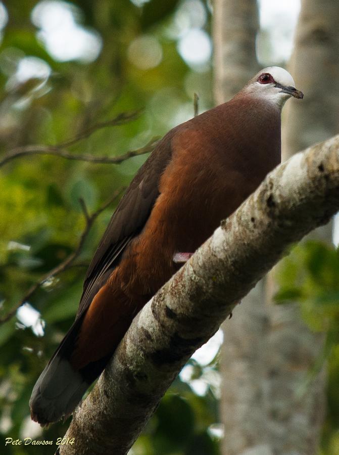 St Lucia Kingfisher Lodge Eksteriør billede